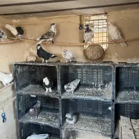 نروماده پرشی|پرنده|قم, حنیف نژاد|دیوار