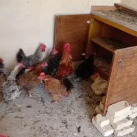 تعداد۱۸تا‌مرغ‌بالغ موجود است