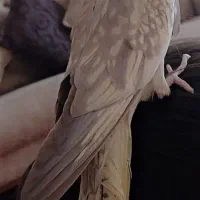 فروشی عروس هلندی