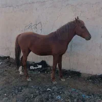 اسب اصیل ایرانی