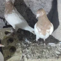 کبوتر|پرنده|سیرجان, |دیوار