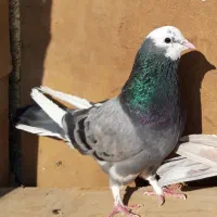 کبوترای اصیل قیمت تو متن نوشتم بخانید تشکر|پرنده|هشتگرد, شهرک اداری|دیوار