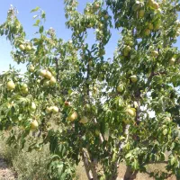 میوه سردرختی