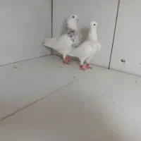 کبوتر طوق هفرنگ