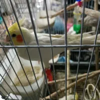 عروس هلندی جفت.با جوجه۷ماهه.و۴ماهه