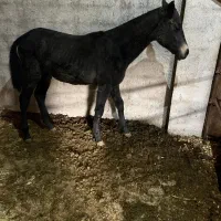 فروشنده اسب هر اسبی که بخاید موجود هست|اسب و تجهیزات اسب‌سواری|پیربازار, |دیوار