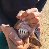 قوچ افشار اصل تخم دوقولزا|حیوانات مزرعه|هرند, |دیوار