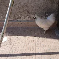 مرغوخروس ابریشمی