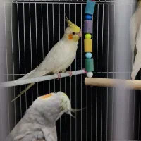 عروس هلندی|پرنده|یزد, |دیوار