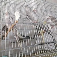 عروس هلندی ومرغ عشق پروانه ای|پرنده|آذرشهر, |دیوار