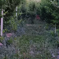 فروش باغچه درعربلوی دره|فروش زمین و ملک کلنگی|نوشین شهر, |دیوار