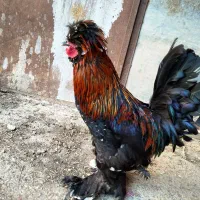 خروس پاپر کاکلی