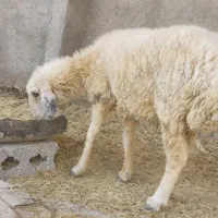 دوعددگوسفندمعاوضه بابز