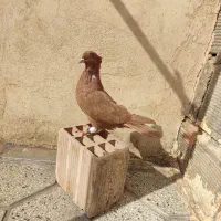 ماده زرد آنتیک|پرنده|بروجرد, |دیوار