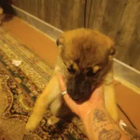 واگذاری توله ژرمن میکس گرگاس|سگ|هشتگرد, هیو|دیوار