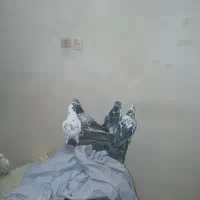 کفتر یجایی|پرنده|قم, باسکول|دیوار