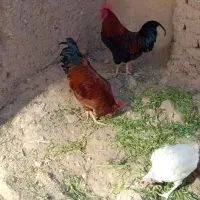 خروس|حیوانات مزرعه|محلات, |دیوار