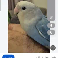 گم شده
