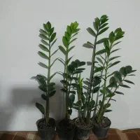 حراج زاموفیلیا با رشد انفجاری(۶۰ تا ۷۰ سانتی)