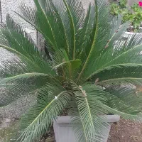 گل در ۲ سایز موجوده سیکاس