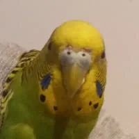 مرغ عشق|پرنده|پاکدشت, حصار امیر|دیوار