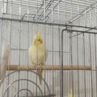 عروس هولندی لوتینو