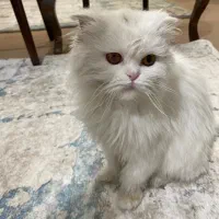 گربه اسکاتیش|گربه|میاندوآب, |دیوار