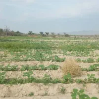 زمین‌باغی‌باکلی‌امکانات‌کشت‌دربیکاه|فروش دفتر صنعتی، کشاورزی، تجاری|بیکاه, |دیوار