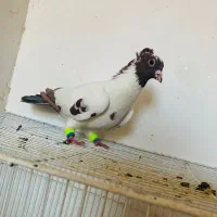 کفتر همه با هم