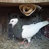 کفتر طوقی مناسب جوجه کشی