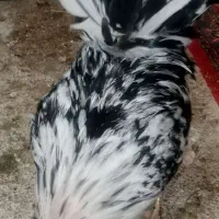 ۲عددخروس گلین اصل فول کفیت براق|حیوانات مزرعه|جوانرود, |دیوار