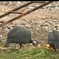 فروش مرغ شاخدار هندی و خرگوش