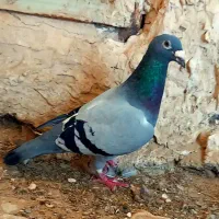 کبوتر