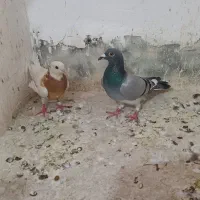 سبز وطوقی