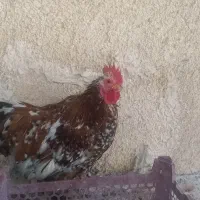 مرغ برهما بلک متلد، خروس کوشین پورسلن، مرغ ویاندوت|حیوانات مزرعه|هشتگرد, خور|دیوار