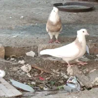 ۸کبوتر معاوضه با پرنده قفسی|پرنده|خرم‌آباد, |دیوار