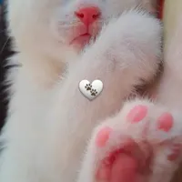 بچه گربه|گربه|گلبهار, |دیوار