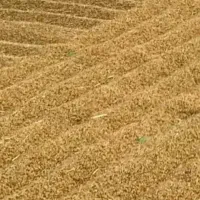 برنج کامفیروزی اصل