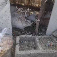 فورش خرگوش خانگی|موش و خرگوش|کهنوج, |دیوار