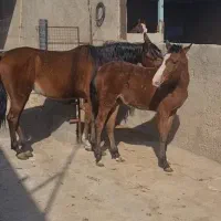 اسب|اسب و تجهیزات اسبسواری|تهران, شهرک آزمایش|دیوار