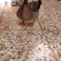 اردک کله سبز