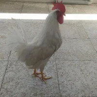 خروس و مرغ