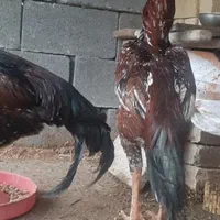 تخم مرغ لاری|حیوانات مزرعه|مرودشت, گندم‎|دیوار