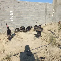 بوقلمون محلی نر وماده|حیوانات مزرعه|شیروان (خراسان), |دیوار