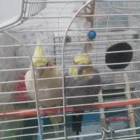 عروس هلندی جفت