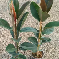 حراج فوق‌العاده تمامی گل های آگهی فقط 1.6.5ت|گل و گیاه طبیعی|مشهد, هدایت|دیوار