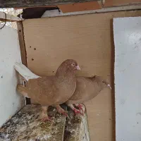 کبوتر|پرنده|جم, |دیوار