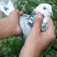 کفتر نر|پرنده|سیرجان, |دیوار