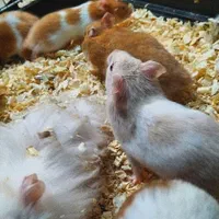 فروش همستر های بازیگوش