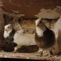 طوقی|پرنده|مشهد, خواجه ربیع|دیوار